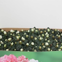 Рододендрон (Азалия) Витте Фогель ( Rhododendron (Azalea) Witte Vogel ) W 12 см H 22,5 см