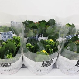 Каланхоэ Бл Смешанный 5 Цвет ( Kalanchoe Bl Mixed 5 Colour ) W 15 см H 24 см