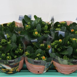 Каланхоэ Ан Тигр Смешанный ( Kalanchoë En Tiger Mixed ) W 15 см H 23 см