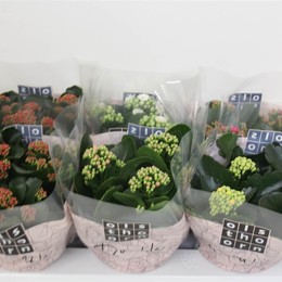 Каланхоэ B Ge Смешанный 5 Цветов ( Kalanchoe B Ge Mixed 5 Colour ) W 15 см H 24 см