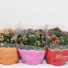 Каланхоэ Гевулд Смешанный 4 К ( Kalanchoe Gevuld Mixed 4 K ) W 15 см H 23 см