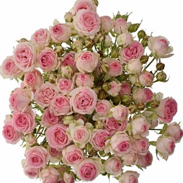 Rosa Tr Keith Lynn (Роза Тр Кейт Линн) В50 Ступино