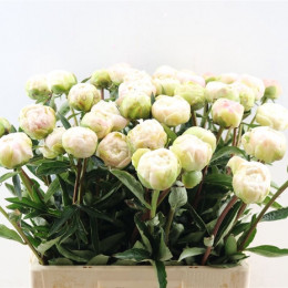 Paeonia L M O Barrington (Пион Баритон ) В55