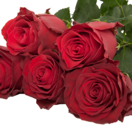 Rosa Kenya Rhodos (Роза Кения Rhodos) В60 PJ Dave